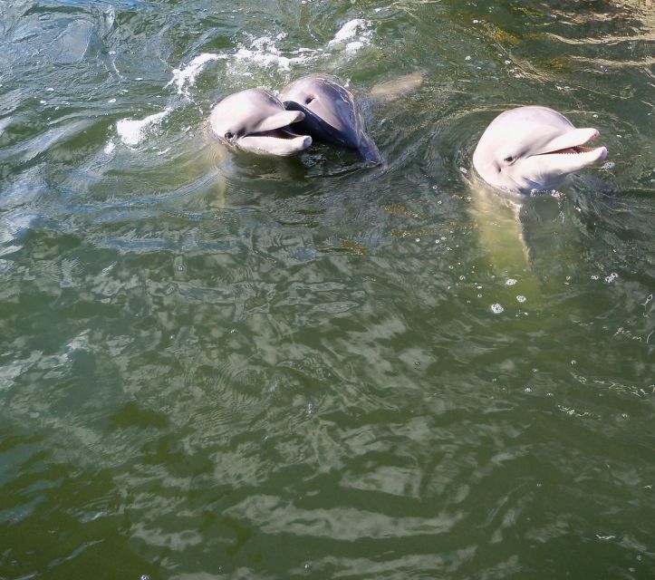 Private Dolphin Tours in the Amazing Savannah Marsh - Experience a Deserted Beach