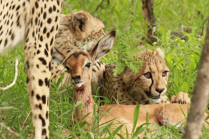 Private Game Drive Safari in Hoedspruit - Meeting Point Selection