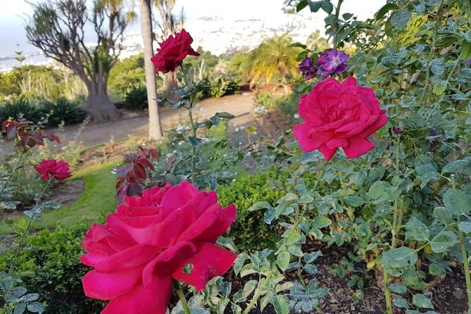 Private Halfday Madeira Garden Tour - Weather Considerations and Walking