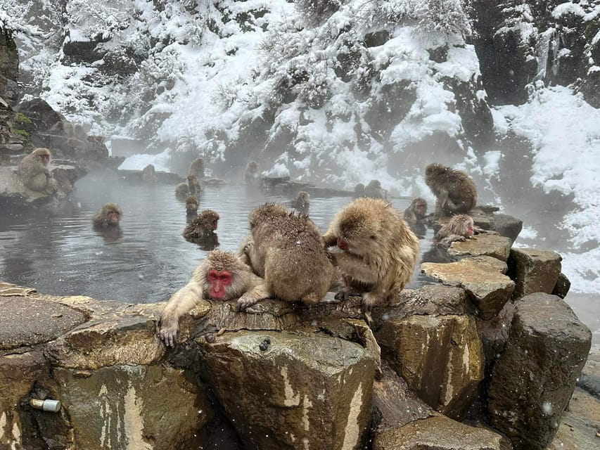 Private Snow Monkey Zenkoji Temple Sightseeing Day Tour - Exploring Jigokudani Monkey Park