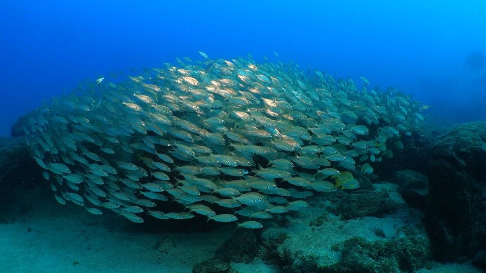 Puerto Del Carmen: Try Scuba Diving From the Beach - Health and Safety Guidelines