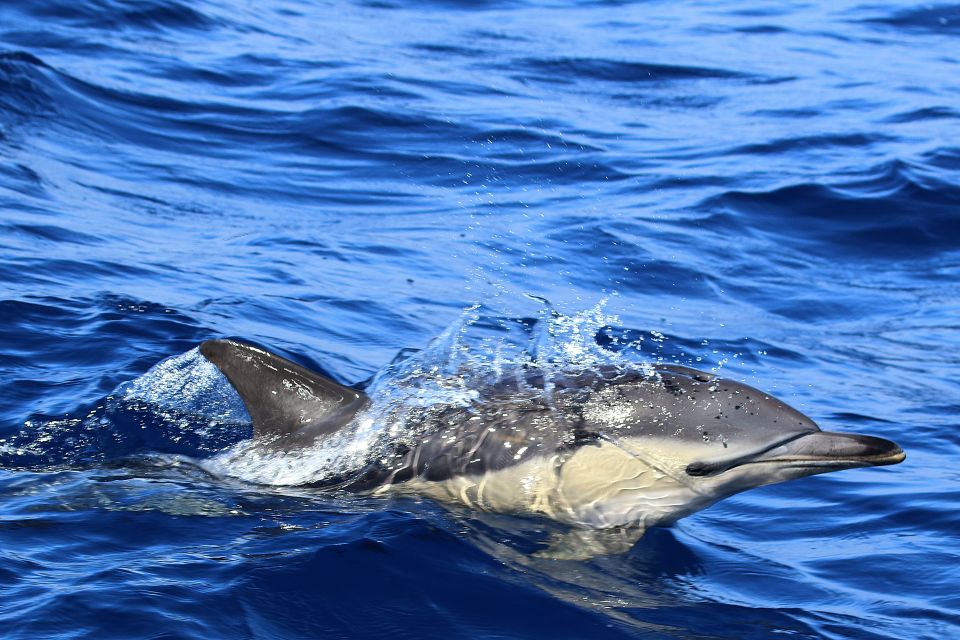 Rabo De Peixe: Sperm Whale Sanctuary Expedition - Customer Reviews