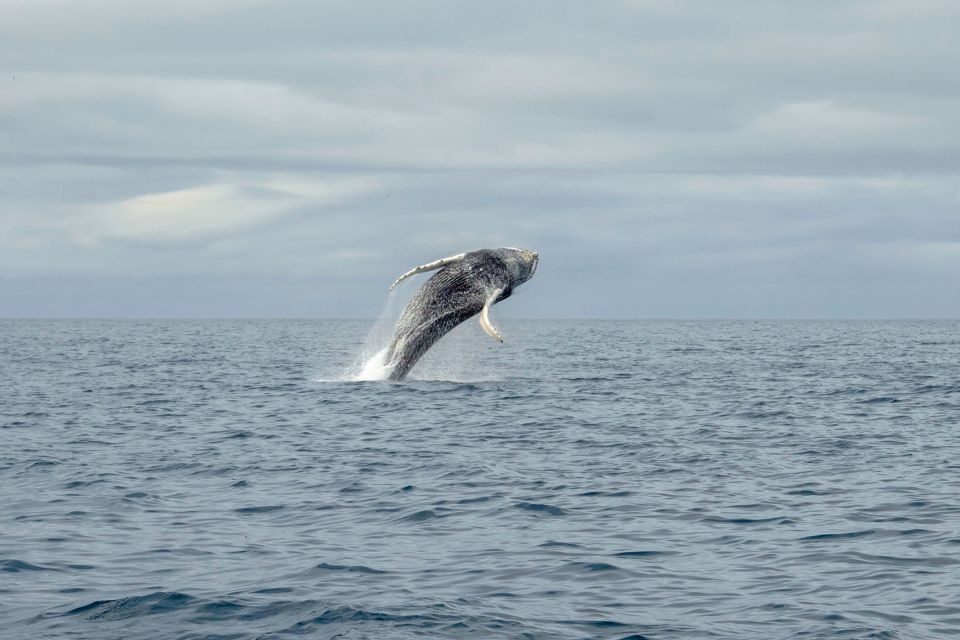 Reykjavik: Premium Whale Watching With Flexible Ticket - Whale, Dolphin, and Puffin Experience