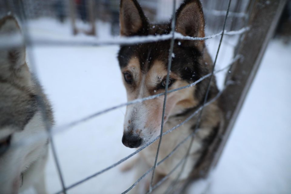 Rovaniemi: Husky and Reindeer Farm Visit With Sleigh Rides - Cancellation Policy