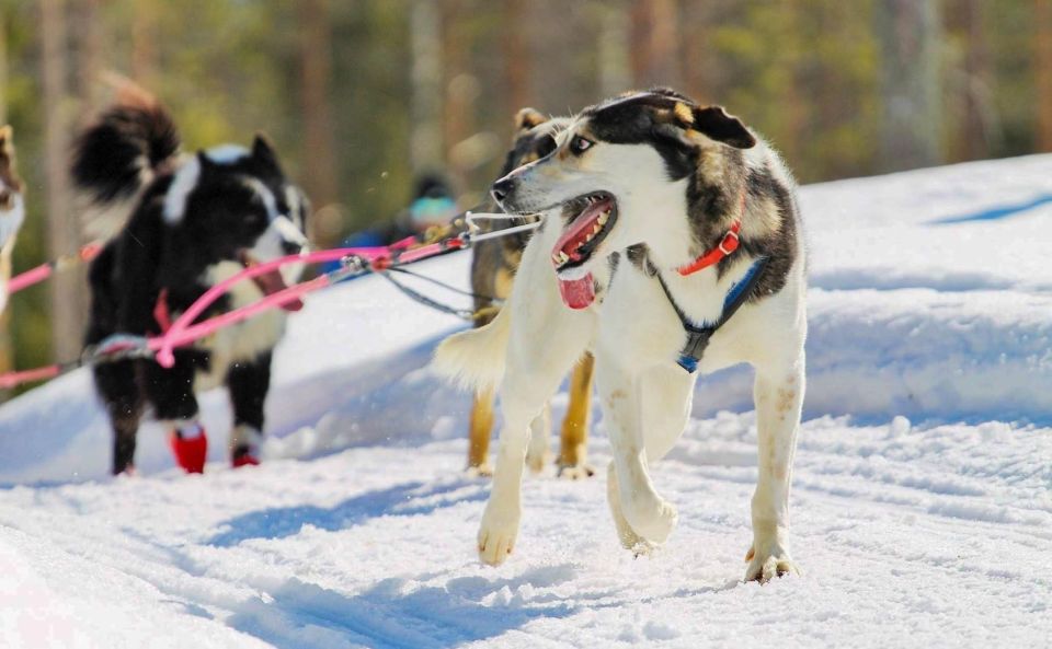 Rovaniemi: Husky Safari Tour & 6-10 Km Self-Driving Mushing - Meet the Friendly Huskies