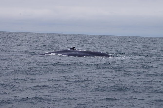 San Diego Whale Watching Cruise - Accessibility and Capacity Information