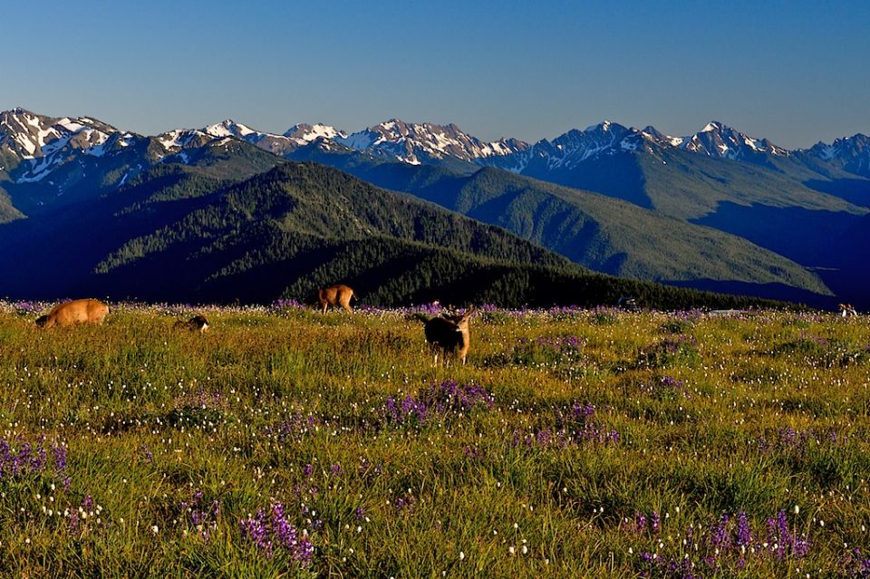 Seattle: Olympic National Park Small-Group Tour - Age and Accessibility Considerations