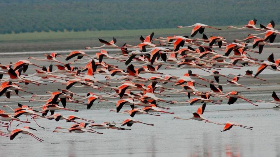 See Albufera Lake +City of Arts and Sciences on a Bike Tour - Meeting Point Information