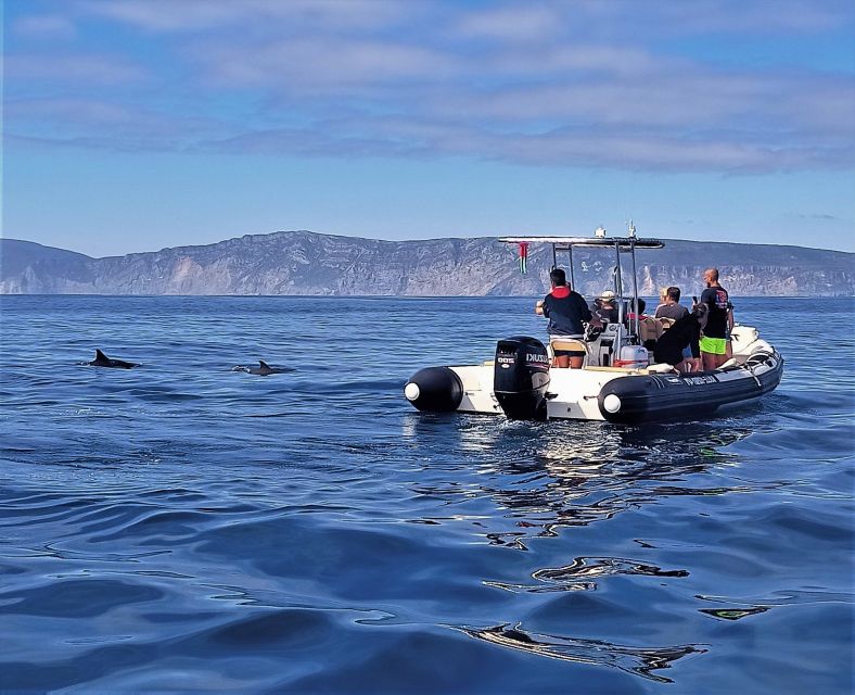 Sesimbra: Dolphin Watching Boat Tour With Biologist Guide - Tasting Local Moscatel Wine