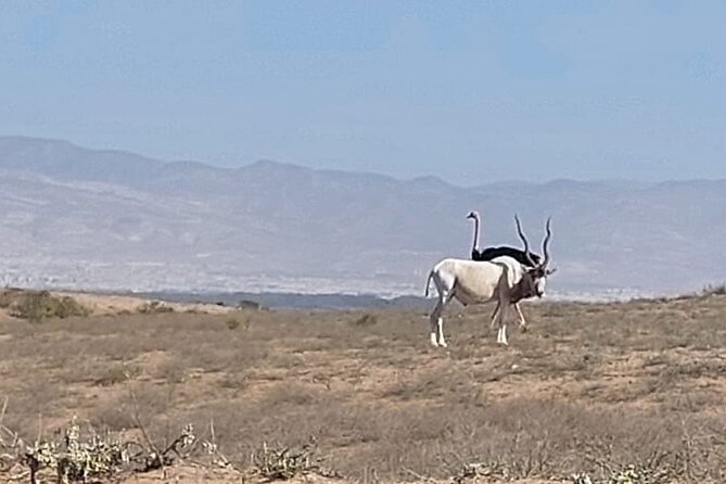 Souss Massa National Park Half Day Trip From Agadir - Exploring the National Park