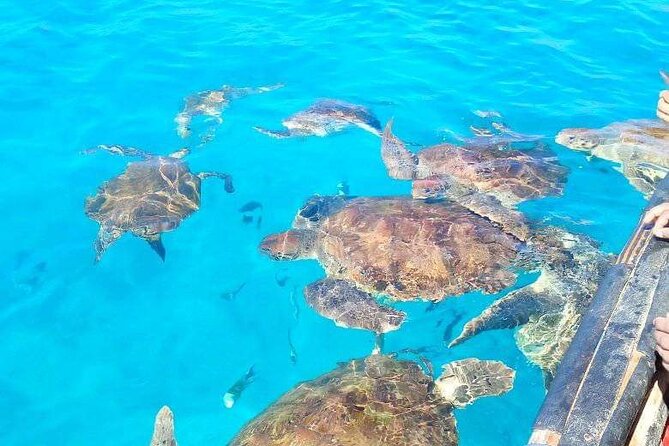 Spectacular Experience With Sea Turtles - Scenic Snorkeling Locations