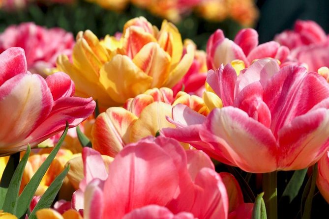 Springtime Private Tour to Keukenhof, Tulip Fields and Windmills - Personalized Experiences