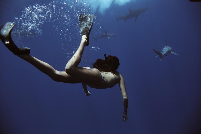 Swim With Sharks (Cage-Free) - Insider Tips and Recommendations