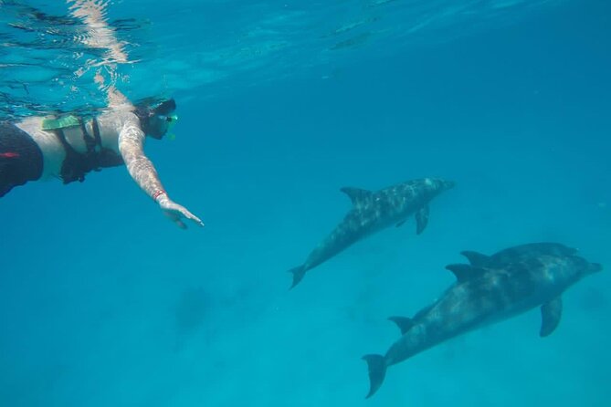 Swimming With Dolphins by Private Speed Boat - Hurghada - Safety and Accessibility