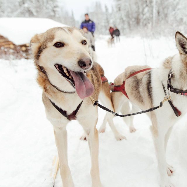 Talkeetna: Alaskan Winter Dog Sledding Experience - Complimentary Shuttle From Talkeetna