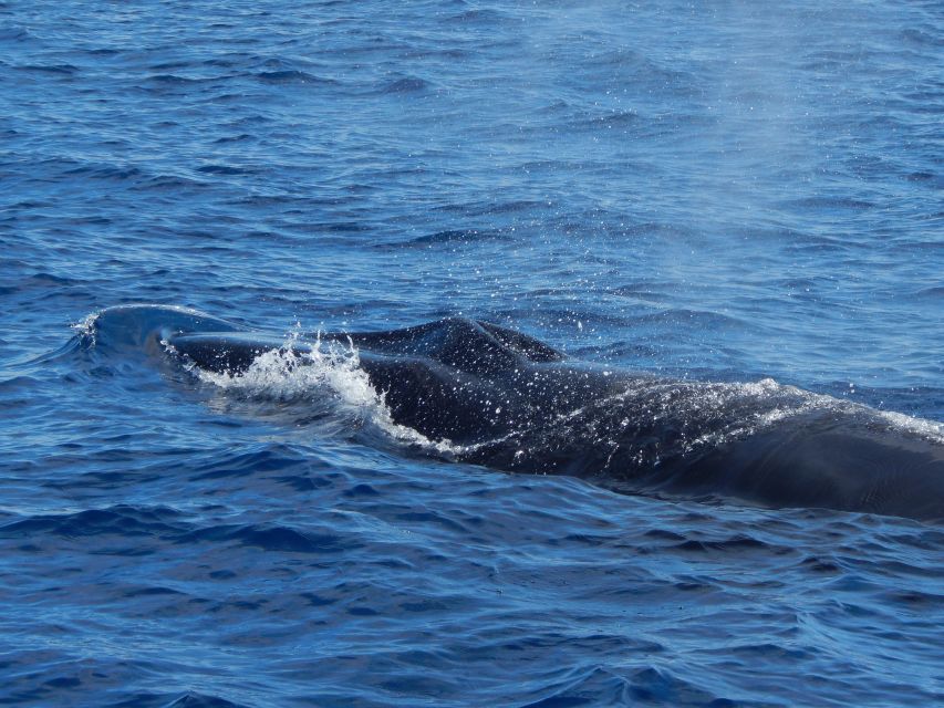 Third Island: Whale and Dolphin Watching Boat Excursion - Whale and Dolphin Species