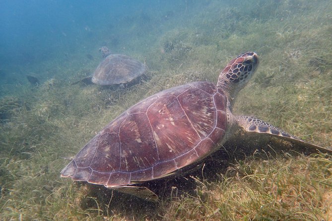 Turtle Beach Power Snorkeling Adventure - Preparing for the Adventure