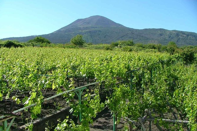 Vesuvius & Vineyard Select From Sorrento - Feedback From Travelers