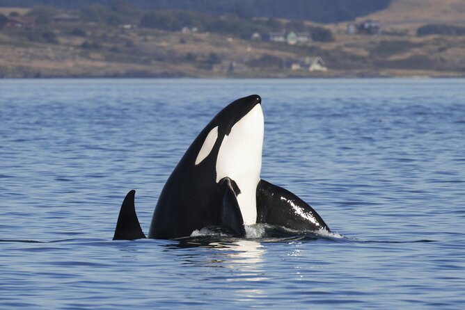 Victoria Whale Watch Tour - Knowledgeable Naturalist Guides