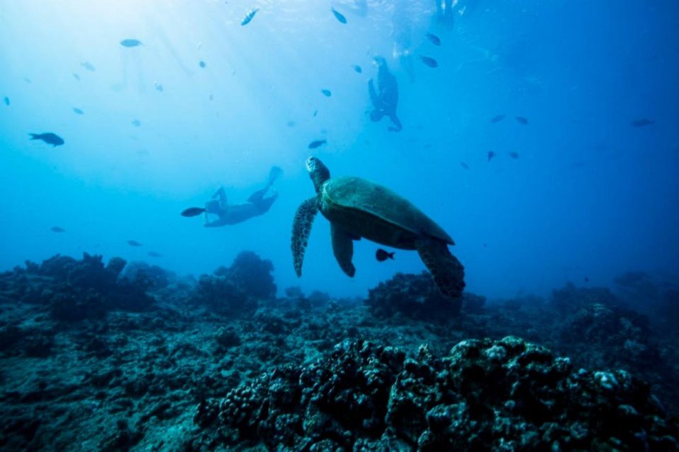 Waikiki: Snorkel Tour With Hawaiian Green Sea Turtles - Included Amenities