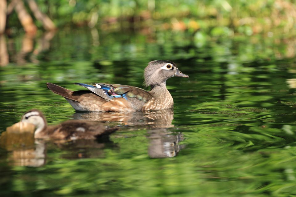 Wekiva Wildlife Kayaking Adventure Tour - Meeting Point and Directions