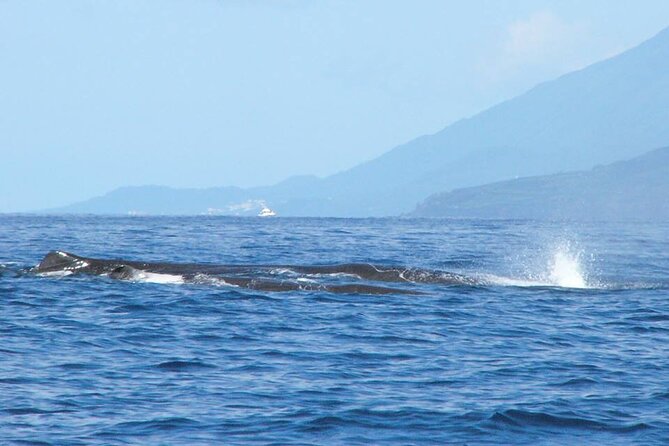 Whale and Dolphin Watching Tour on Pico Island - Accessibility and Recommendations