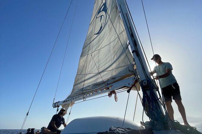 Whale & Dolphin Observation on Silent Catamaran With Hydrophone - Eco-Friendly Adventure