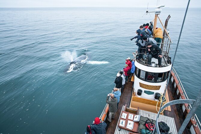 Whale Watching on Board a Traditional Oak Boat From Árskógsandur - Tour Capacity and Accessibility