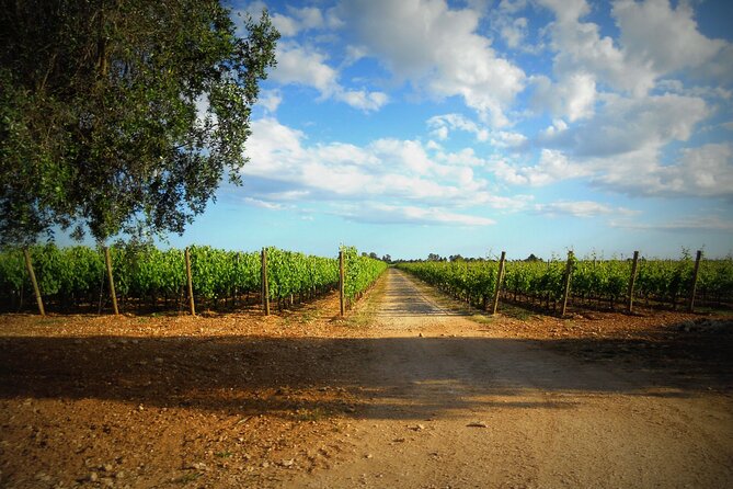 Wine Tasting Experience in the Apulian Countryside - Accessibility and Participation