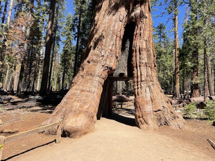 Yosemite, Giant Sequoias, Private Tour From San Francisco - Cancellation Policy