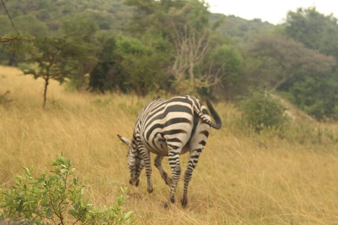 2 Day Lake Mburo National Park Wildlife Safari - Additional Information