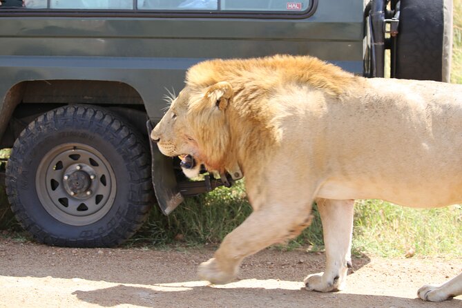 4 Days Masai Mara Lake Nakuru Jeep Safari - Guest Reviews