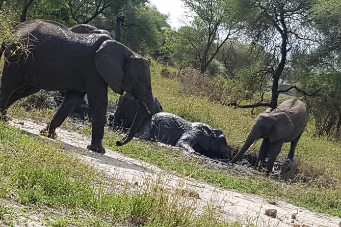 4 Days Tarangire,Serengeti & Ngorongoro Mid Range Camping Safari Tour Tanzania - Bookings and Cancellations