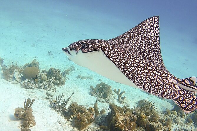 4 Hour Private Catamaran Sail and Snorkel From Grace Bay Beach, Providenciales - Meeting and Pickup