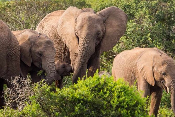 5 Day Garden Route and Addo Safari - Best of South Africa Small Group Tour - Important Details and Policies