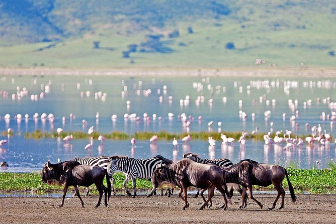 6 Days Serengeti Safari(Hiking Waterfalls &Coffee Tour) - Booking and Cancellation