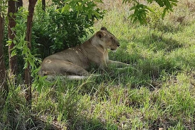 A Day Trip To Selous Fly From Zanzibar - Private Tour Experience