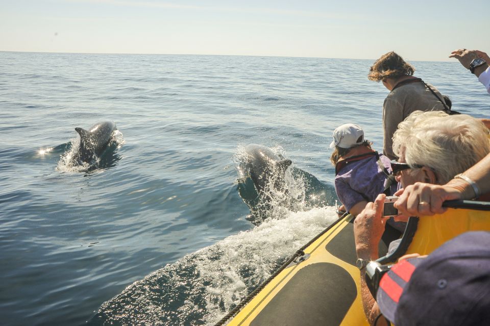 Albufeira: Benagil Caves & Dolphin Watching Speed Boat Tour - Potential Dolphin Sightings