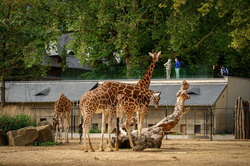 Antwerp: ZOO Entry Ticket - Frequently Asked Questions