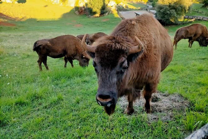 Cabarceno Natural Park Visit - Experience Highlights