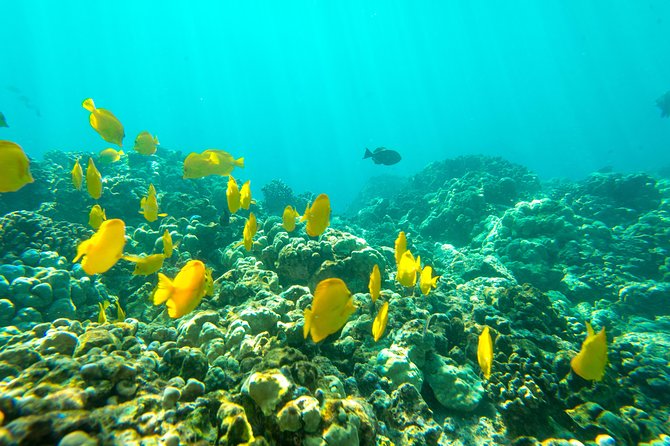 Captain Cook Snorkel On A Double-decker Catamaran With Lunch - Safety Considerations and Requirements