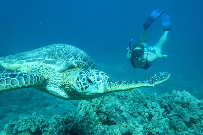 Clear Kayak and Snorkel Tour at Turtle Town, Makena - Highly Recommended for Families