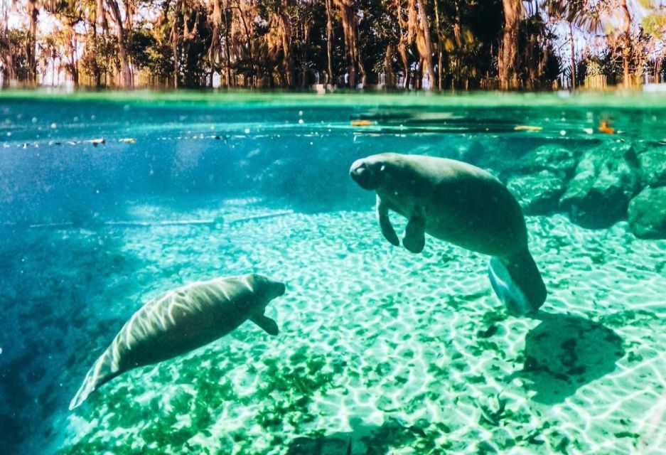 Crystal River: Three Sisters Springs Guided Kayak Tour - Paddling and Swimming Details