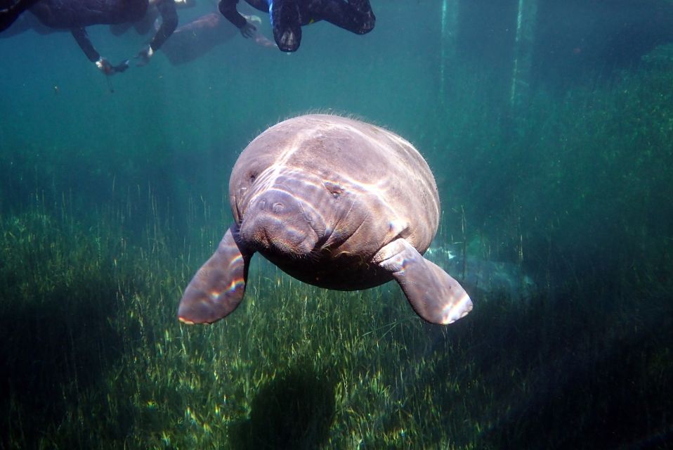 Crystal River: VIP Manatee Swim W/ In-Water Photographer - Customer Feedback and Ratings