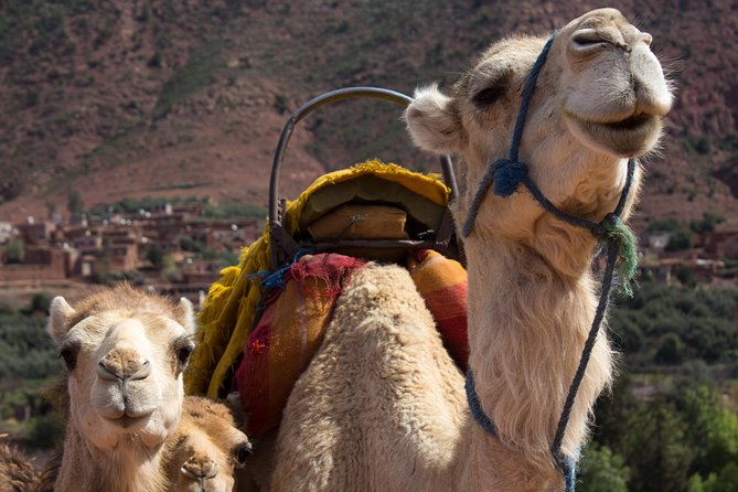 Day Trip to Explore Toubkal Valley - Savoring Moroccan Cuisine