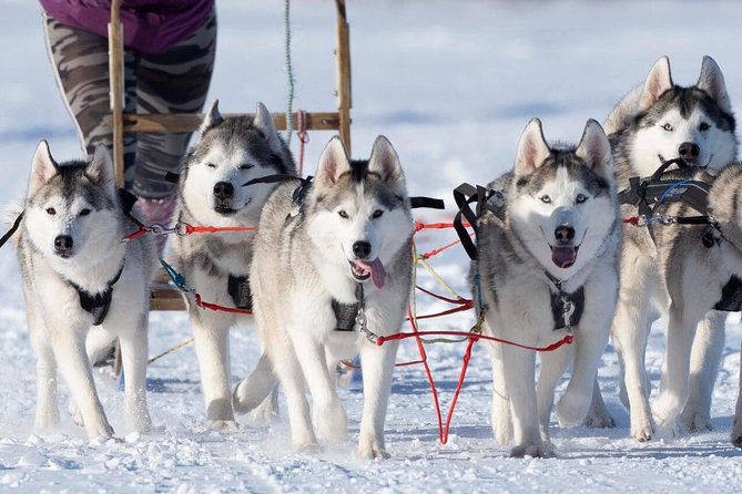 Dogsledding, Near Akureyri - Personalized Private Experience