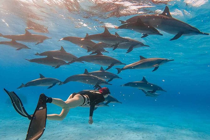 Dolphin House Sea Trip Snorkeling Water Sports and Lunch-Hurghada - Booking and Pricing Details