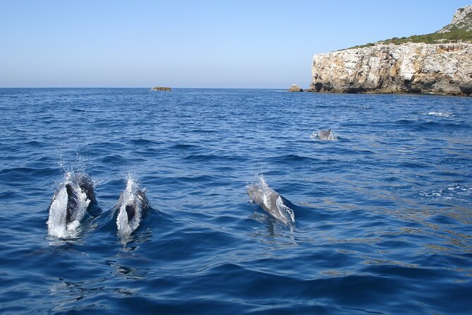 Dolphin Watching at the Arrabida (Lisbon Region) - Lisbon Region Location