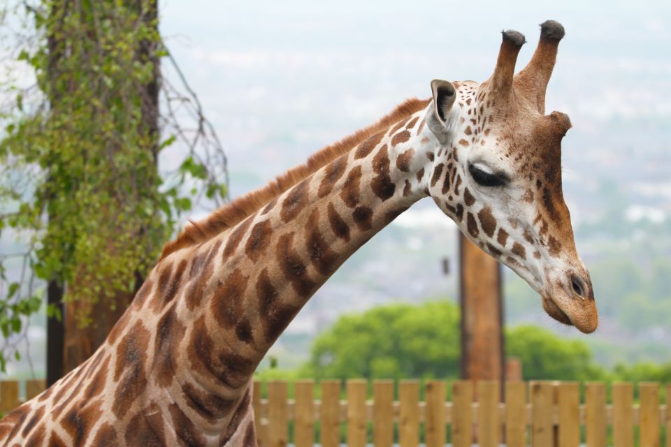 Edinburgh Zoo Entrance Ticket - Opening Hours and Pricing