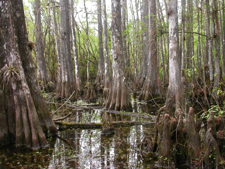 Everglades Day Safari From Sanibel, Fort Myers & Naples - Airboat Ride Excitement